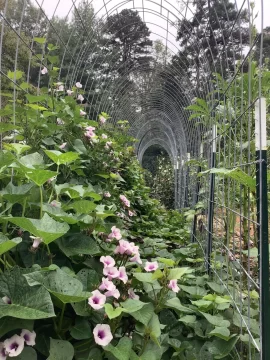 [Hearth.com] 2025 Garden Thread