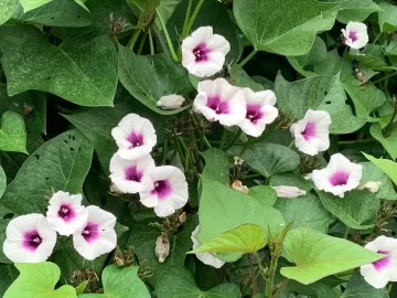 [Hearth.com] 2025 Garden Thread