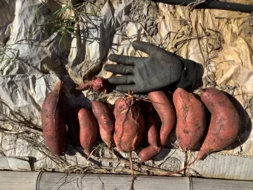 [Hearth.com] 2025 Garden Thread