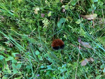 [Hearth.com] WOOLLY BEAR CATERPILLARS AND WEATHER PREDICTION