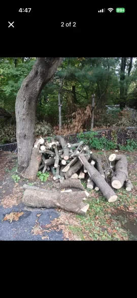 [Hearth.com] Ash or Norway maple?