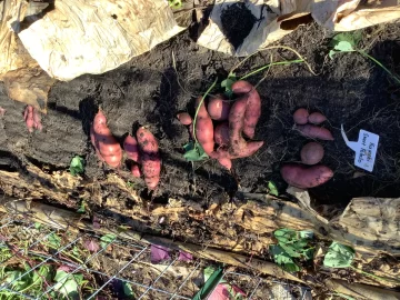 [Hearth.com] 2025 Garden Thread