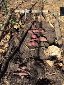 [Hearth.com] 2025 Garden Thread
