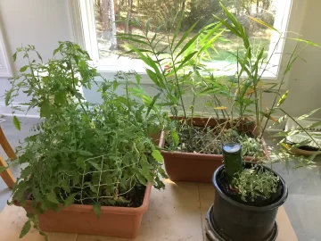 [Hearth.com] 2025 Garden Thread