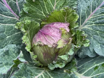 [Hearth.com] 2025 Garden Thread