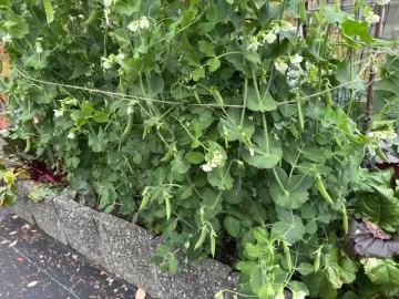 [Hearth.com] 2025 Garden Thread