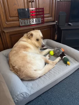 [Hearth.com] Your stove and your dog(s)