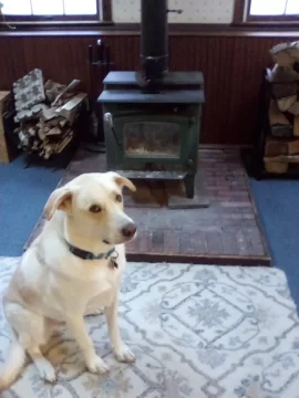 [Hearth.com] Your stove and your dog(s)