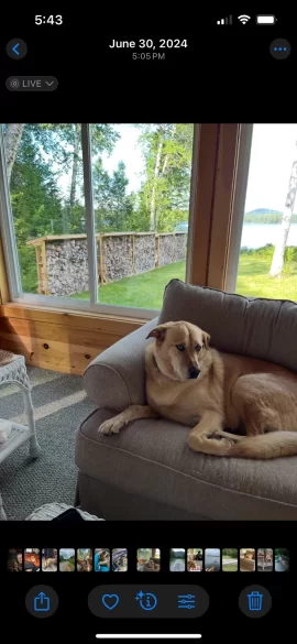 [Hearth.com] Your stove and your dog(s)