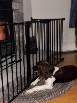 [Hearth.com] Your stove and your dog(s)