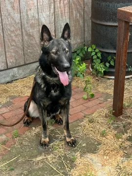 [Hearth.com] Your stove and your dog(s)