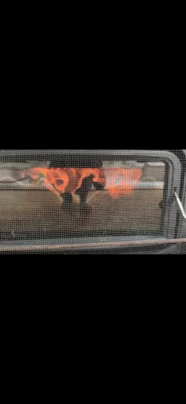 [Hearth.com] Blaze king Ashford 25 Lowest setting, still seeing decent size flame, shorter burn time