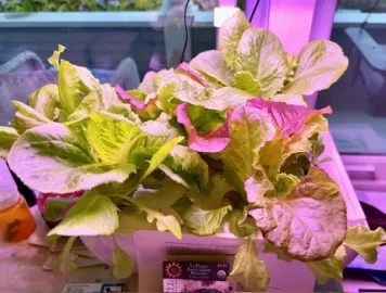 [Hearth.com] 2025 Garden Thread