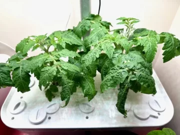 [Hearth.com] 2025 Garden Thread