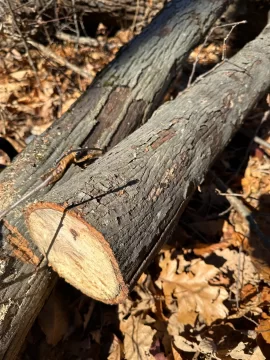 [Hearth.com] Firewood type question, identify, thank you!!!