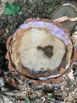 [Hearth.com] What is this purple stuff on my firewood