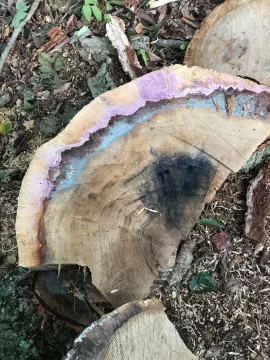 [Hearth.com] What is this purple stuff on my firewood
