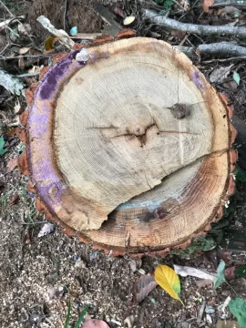 [Hearth.com] What is this purple stuff on my firewood