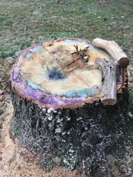 [Hearth.com] What is this purple stuff on my firewood