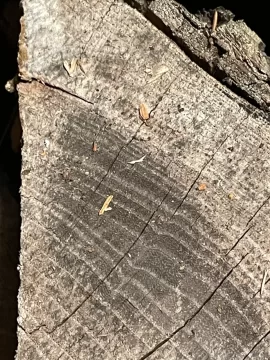 [Hearth.com] Wood ID