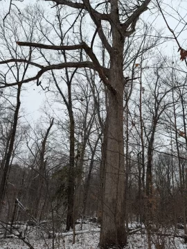 [Hearth.com] Wood ID