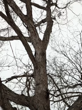 [Hearth.com] Wood ID