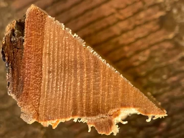 [Hearth.com] Wood ID