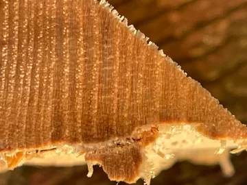 [Hearth.com] Wood ID