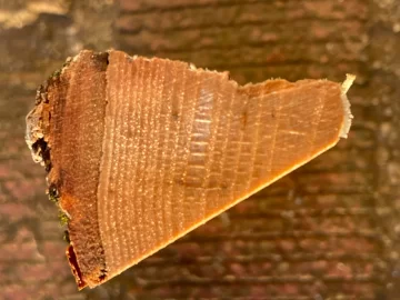 [Hearth.com] Wood ID