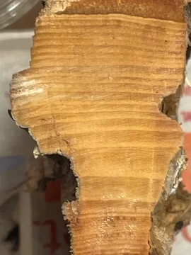 [Hearth.com] Wood ID