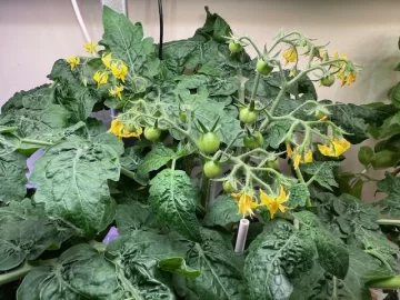 [Hearth.com] 2025 Garden Thread