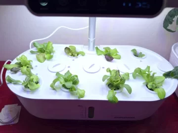 [Hearth.com] 2025 Garden Thread