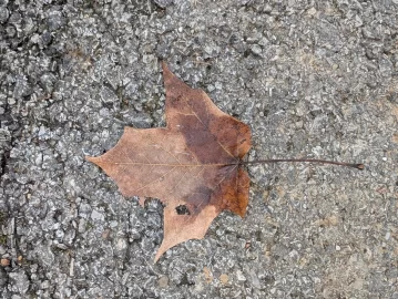 [Hearth.com] Wood ID