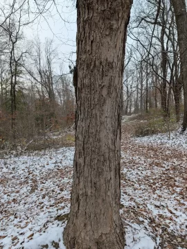 [Hearth.com] Wood ID