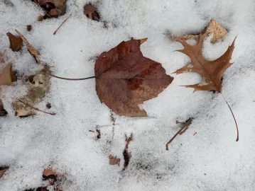 [Hearth.com] Wood ID