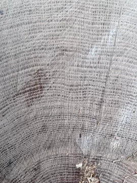 [Hearth.com] Wood ID