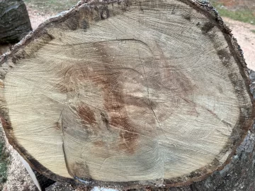 [Hearth.com] Wood ID