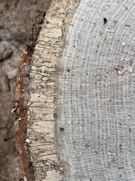 [Hearth.com] Wood ID