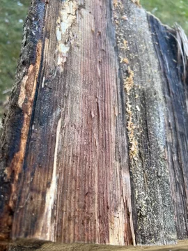 [Hearth.com] Wood ID