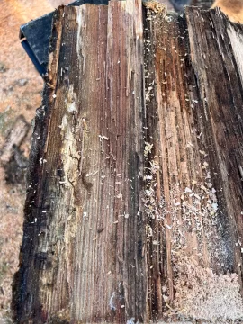 [Hearth.com] Wood ID