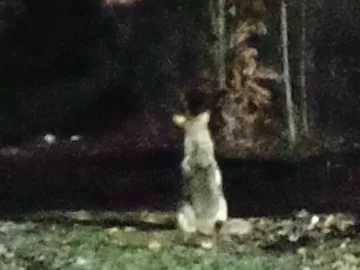 [Hearth.com] What Is In Your Stove Right Now?