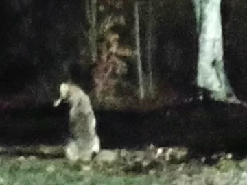 [Hearth.com] What Is In Your Stove Right Now?