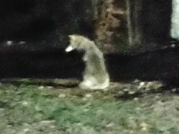 [Hearth.com] What Is In Your Stove Right Now?