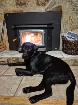 [Hearth.com] Your stove and your dog(s)