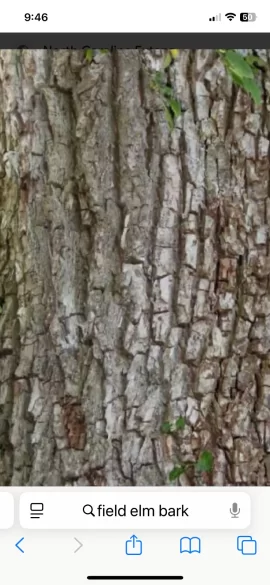 [Hearth.com] Wood ID