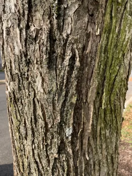 [Hearth.com] Wood ID