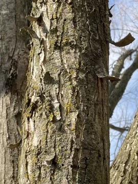 [Hearth.com] Wood ID