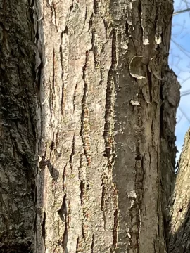 [Hearth.com] Wood ID