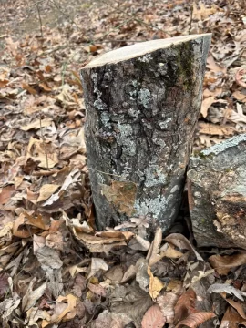 [Hearth.com] What say you gurus of wood ID