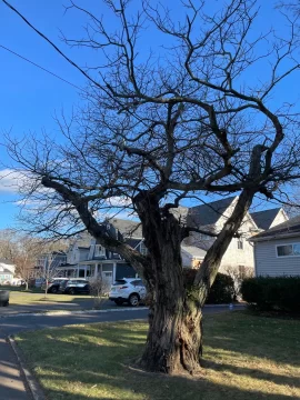 [Hearth.com] Wood ID